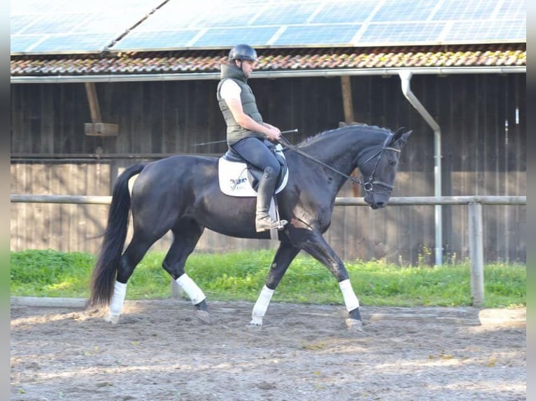 Other Warmbloods Mare 3 years 17 hh Black in Wellheim