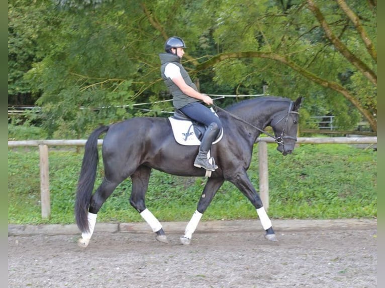 Other Warmbloods Mare 3 years 17 hh Black in Wellheim