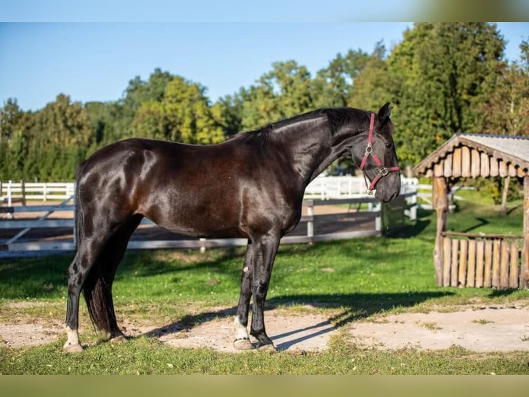 Other Warmbloods Mare 3 years 17 hh Black in Wellheim