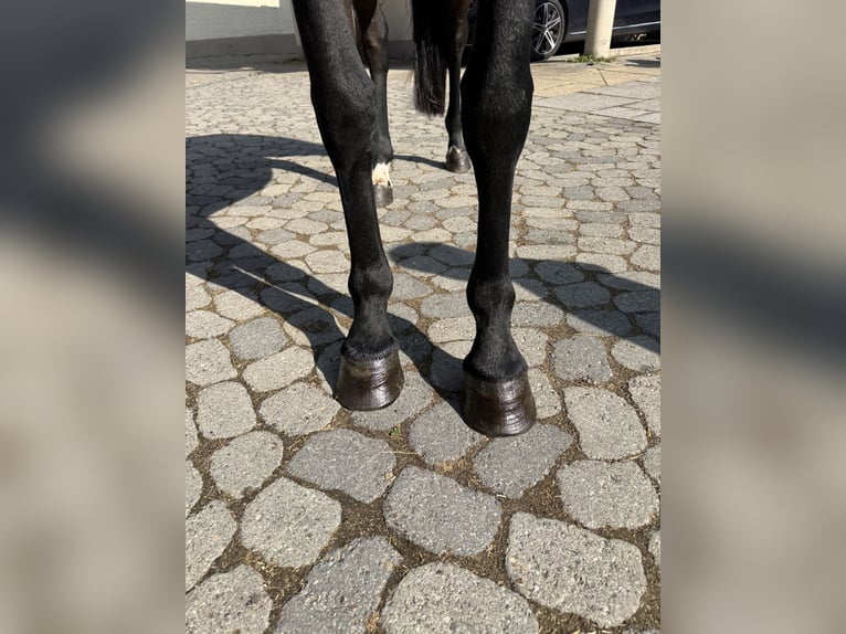 Other Warmbloods Mare 4 years 14.1 hh Bay-Dark in Kaulille