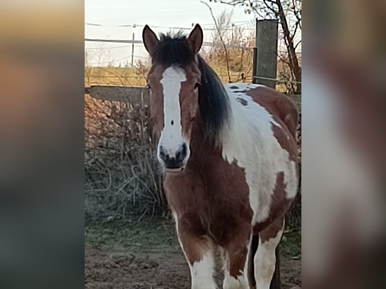 Other Warmbloods Mare 4 years 14,2 hh Pinto in Kasendorf