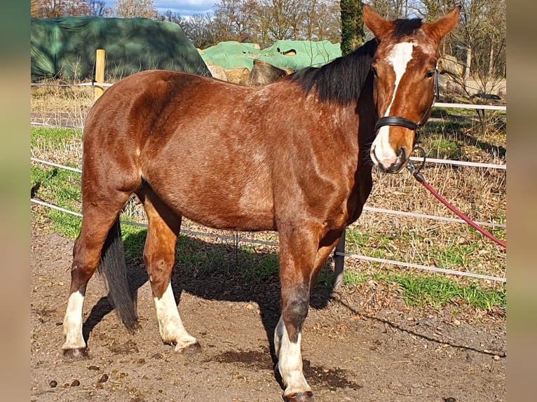 Other Warmbloods Mare 4 years 14,3 hh Pinto in Wienhausen