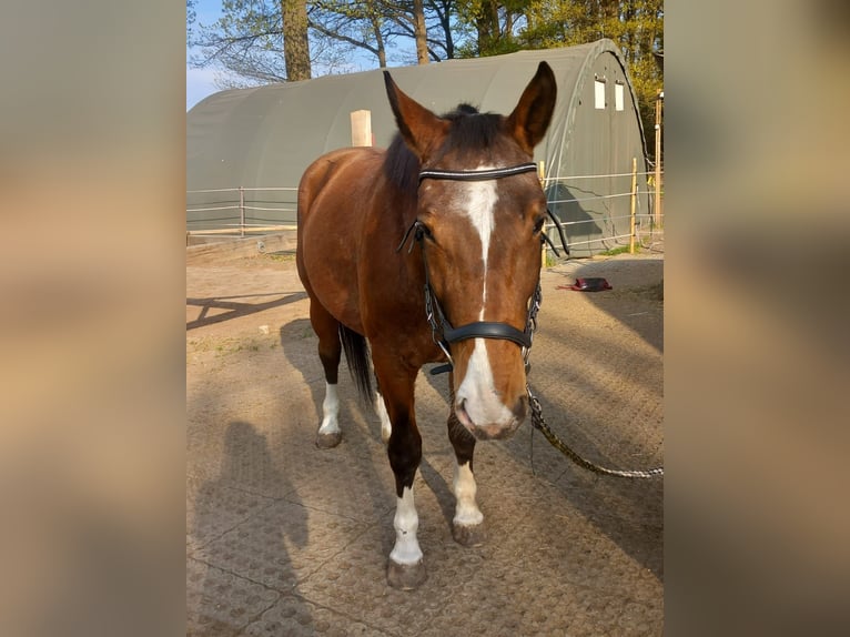 Other Warmbloods Mare 4 years 14,3 hh Pinto in Wienhausen