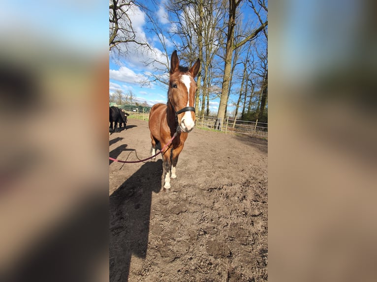 Other Warmbloods Mare 4 years 14,3 hh Pinto in Wienhausen