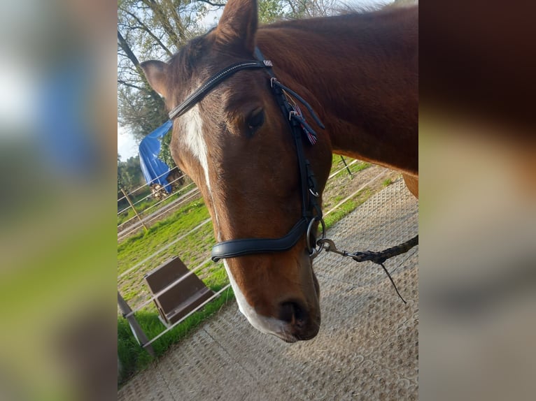 Other Warmbloods Mare 4 years 14,3 hh Pinto in Wienhausen