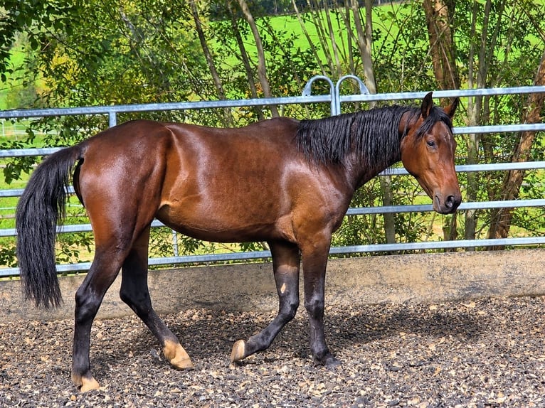 Other Warmbloods Mare 4 years 15.1 hh Bay-Dark in Johanniskirchen, Habach 1