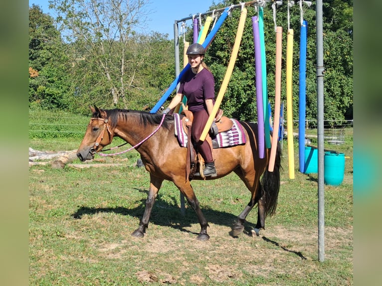 Other Warmbloods Mare 4 years 15,1 hh Brown in Bayerbach