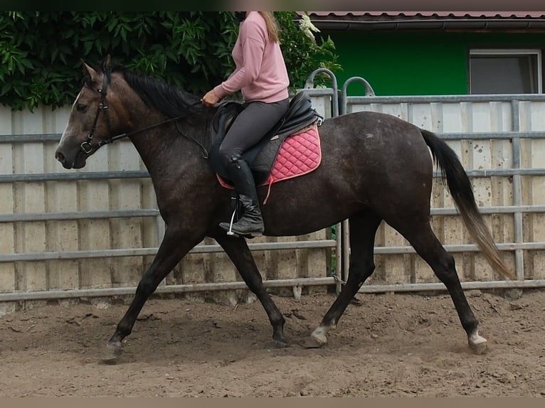 Other Warmbloods Mare 4 years 15.1 hh Grey-Dark-Tan in Rudersdorf