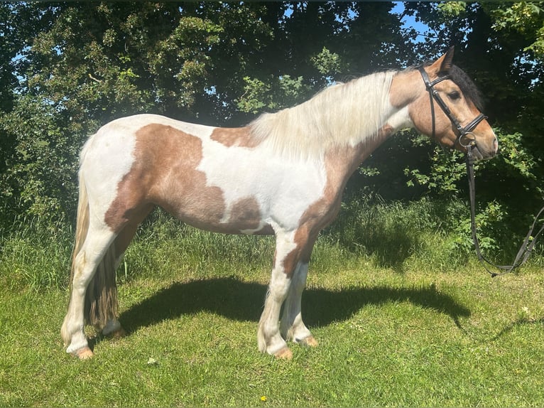 Other Warmbloods Mare 4 years 15.1 hh Pinto in Bad Laer