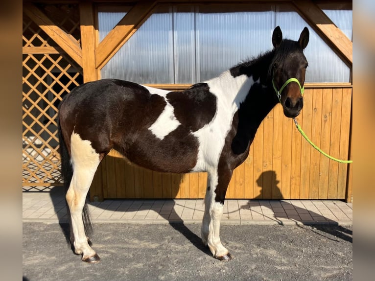Other Warmbloods Mix Mare 4 years 15.1 hh Pinto in Görlitz