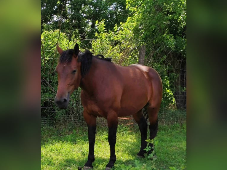 Other Warmbloods Mare 4 years 15,2 hh Brown in Piliscsév