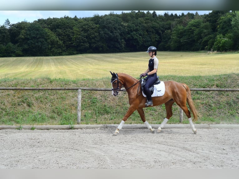 Other Warmbloods Mare 4 years 15.2 hh Chestnut-Red in Wellheim