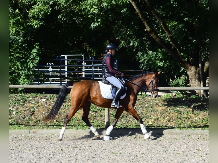 Other Warmbloods Mare 4 years 15.2 hh  in Wellheim