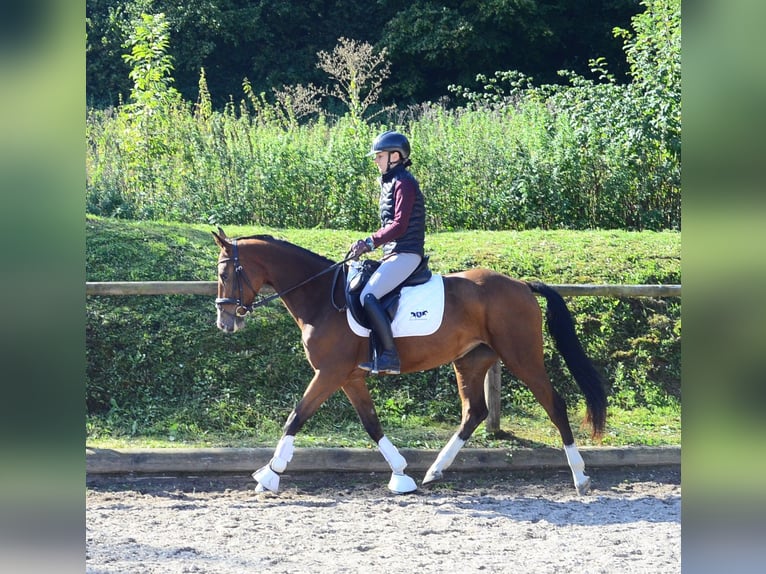 Other Warmbloods Mare 4 years 15.2 hh  in Wellheim