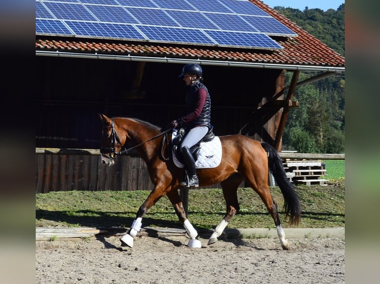 Other Warmbloods Mare 4 years 15.2 hh  in Wellheim