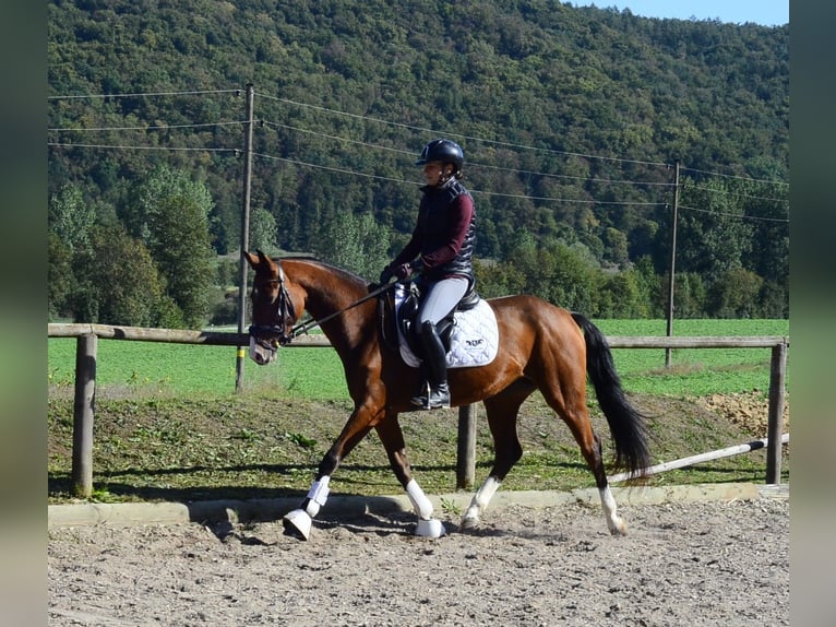 Other Warmbloods Mare 4 years 15.2 hh  in Wellheim