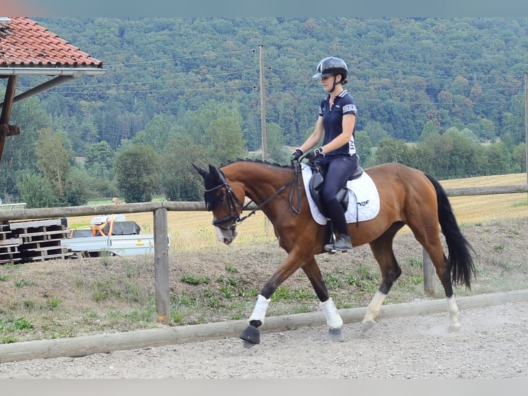 Other Warmbloods Mare 4 years 15.2 hh  in Wellheim