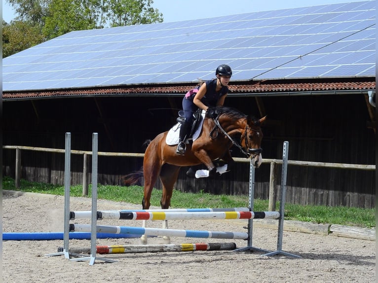 Other Warmbloods Mare 4 years 15.2 hh  in Wellheim