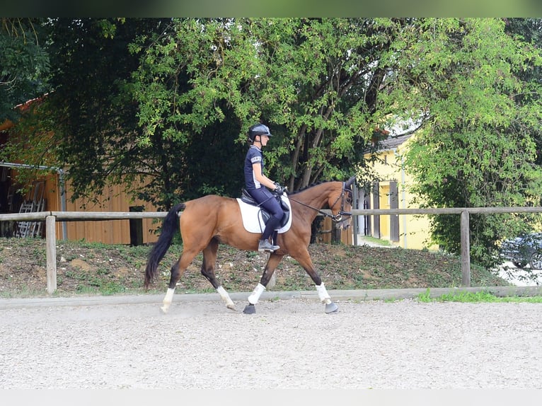 Other Warmbloods Mare 4 years 15.2 hh  in Wellheim