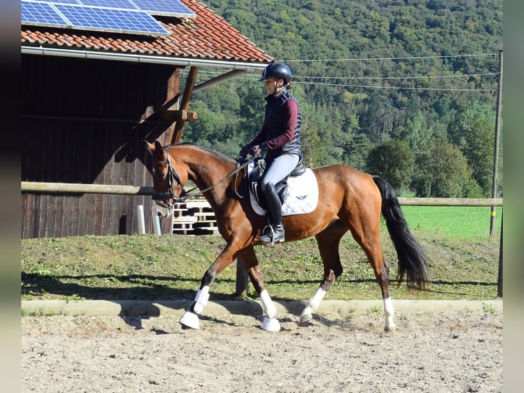 Other Warmbloods Mare 4 years 15.2 hh  in Wellheim