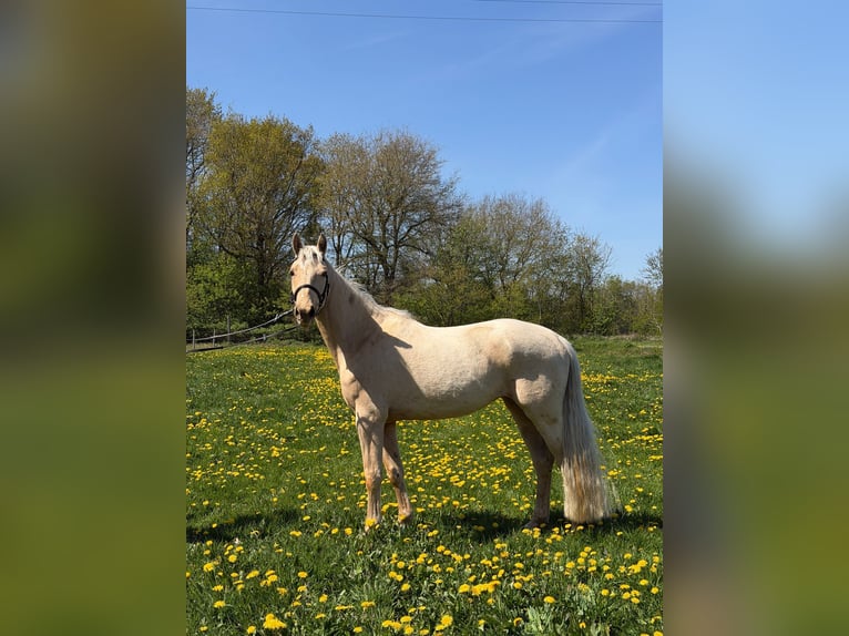 Other Warmbloods Mare 4 years 15.3 hh Palomino in Lehe