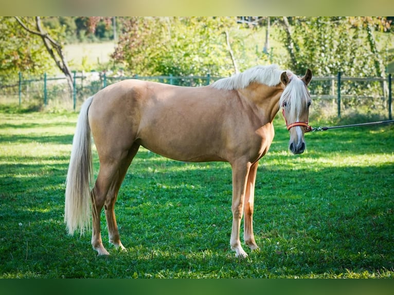 Other Warmbloods Mare 4 years 15,1 hh Palomino in Euskirchen