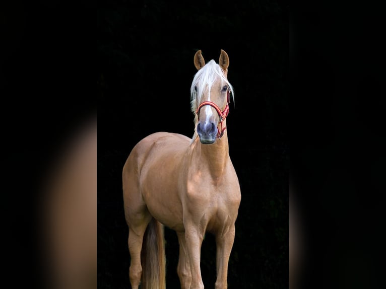 Other Warmbloods Mare 4 years 15,1 hh Palomino in Euskirchen