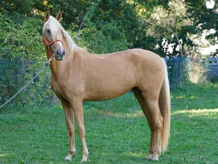Other Warmbloods Mare 4 years 15,1 hh Palomino in Euskirchen
