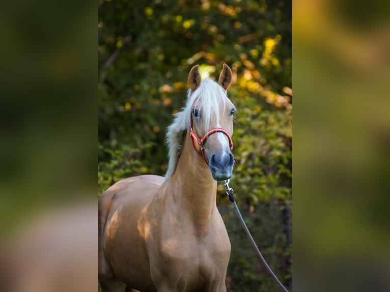 Other Warmbloods Mare 4 years 15,1 hh Palomino in Euskirchen