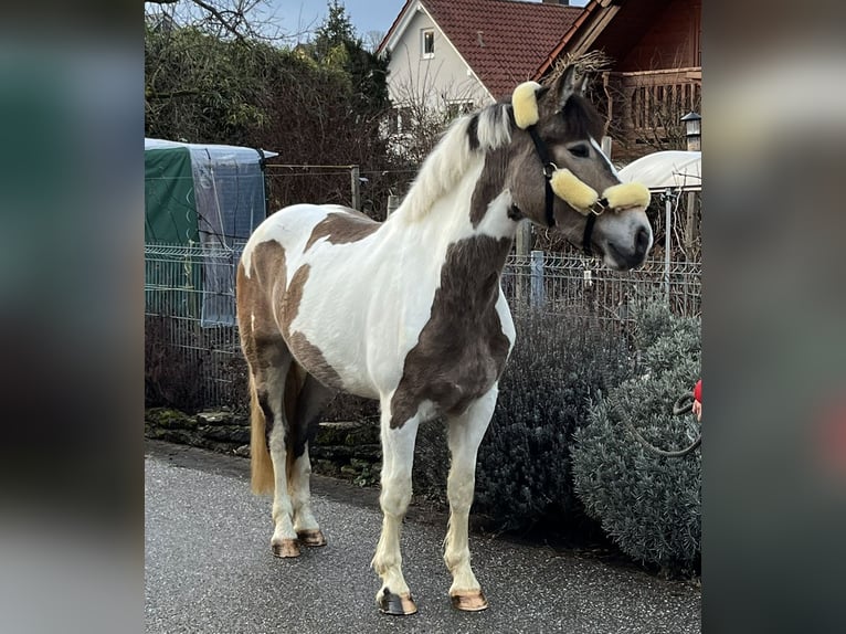 Other Warmbloods Mix Mare 4 years 15,1 hh Pinto in Bretten