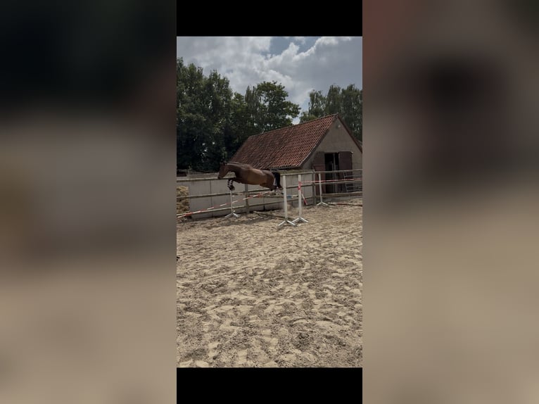 Other Warmbloods Mare 4 years 15,2 hh Bay-Dark in BROCKUM