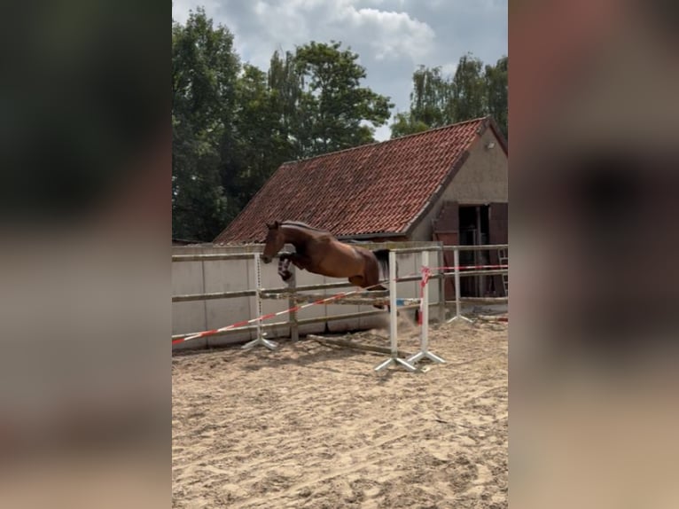 Other Warmbloods Mare 4 years 15,2 hh Bay-Dark in BROCKUM