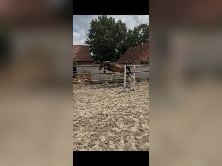 Other Warmbloods Mare 4 years 15,2 hh Bay-Dark in BROCKUM