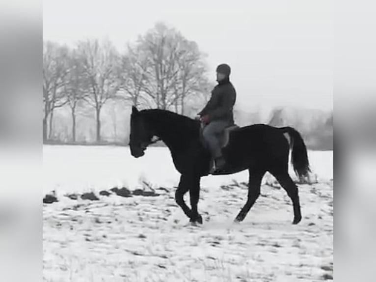 Other Warmbloods Mare 4 years 15,3 hh Black in H&#xFC;nstetten