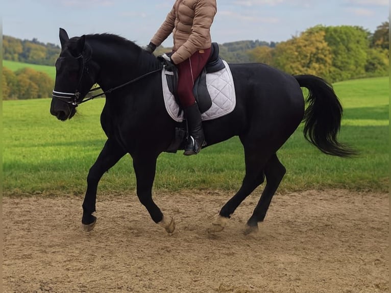 Other Warmbloods Mare 4 years 15,3 hh Black in H&#xFC;nstetten