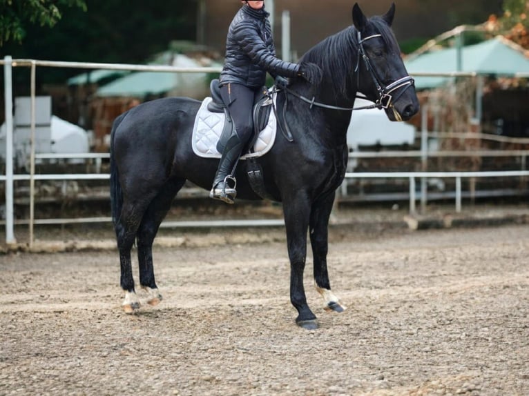Other Warmbloods Mare 4 years 15,3 hh Black in H&#xFC;nstetten