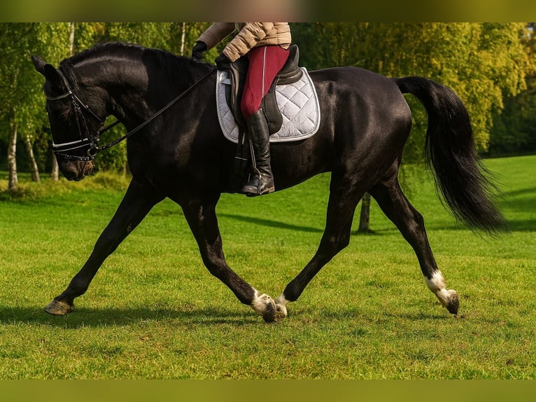 Other Warmbloods Mare 4 years 15,3 hh Black in H&#xFC;nstetten