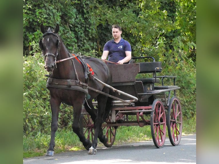 Other Warmbloods Mix Mare 4 years 15,3 hh in Dorsten