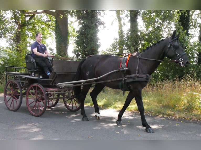 Other Warmbloods Mix Mare 4 years 15,3 hh in Dorsten
