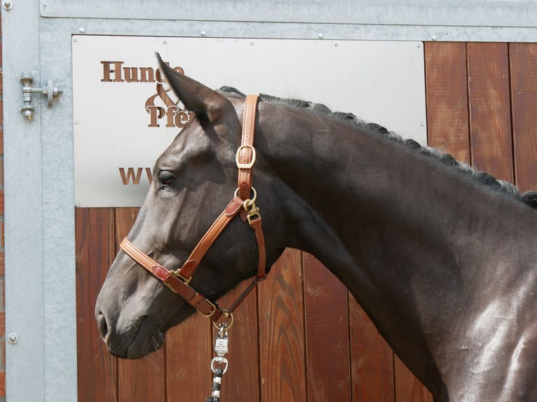 Other Warmbloods Mix Mare 4 years 15,3 hh in Dorsten