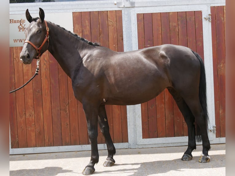 Other Warmbloods Mix Mare 4 years 15,3 hh in Dorsten