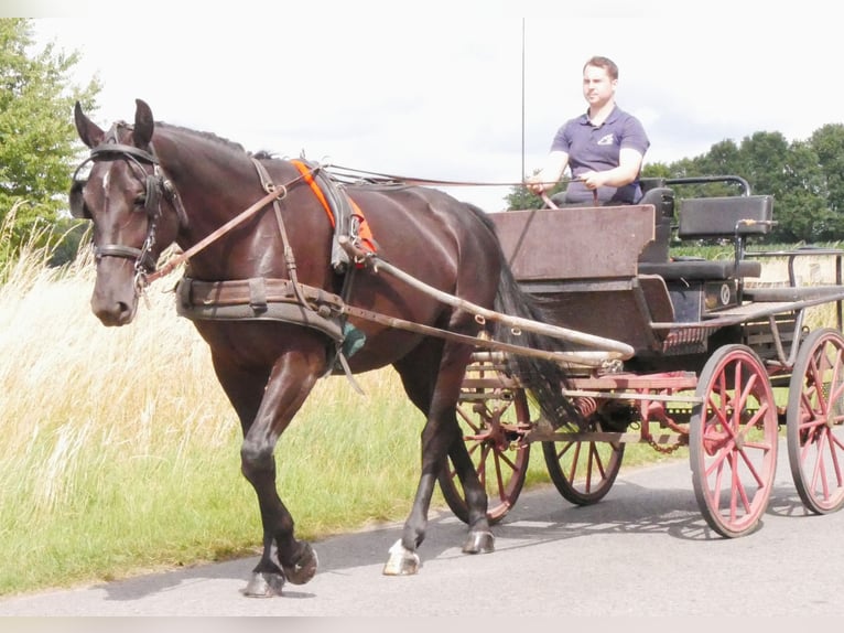 Other Warmbloods Mix Mare 4 years 15,3 hh in Dorsten