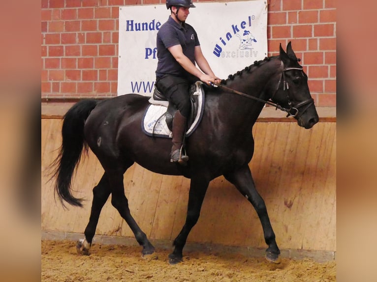 Other Warmbloods Mix Mare 4 years 15,3 hh in Dorsten