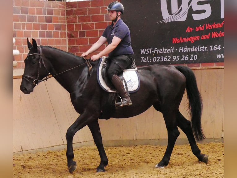 Other Warmbloods Mix Mare 4 years 15,3 hh in Dorsten