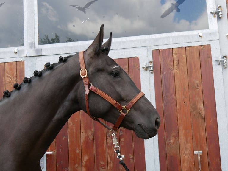 Other Warmbloods Mix Mare 4 years 15,3 hh in Dorsten