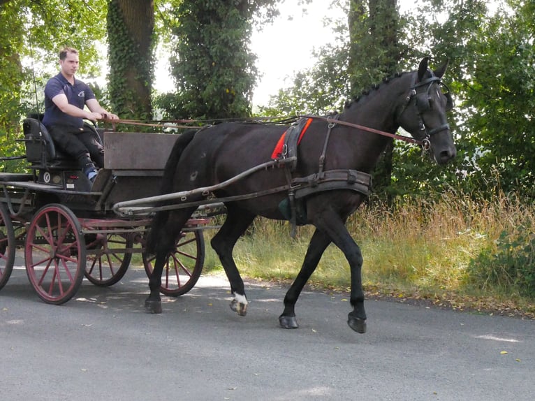 Other Warmbloods Mix Mare 4 years 15,3 hh in Dorsten