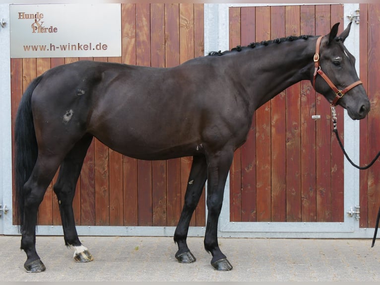 Other Warmbloods Mix Mare 4 years 15,3 hh in Dorsten