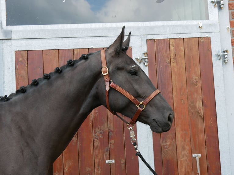 Other Warmbloods Mix Mare 4 years 15,3 hh in Dorsten