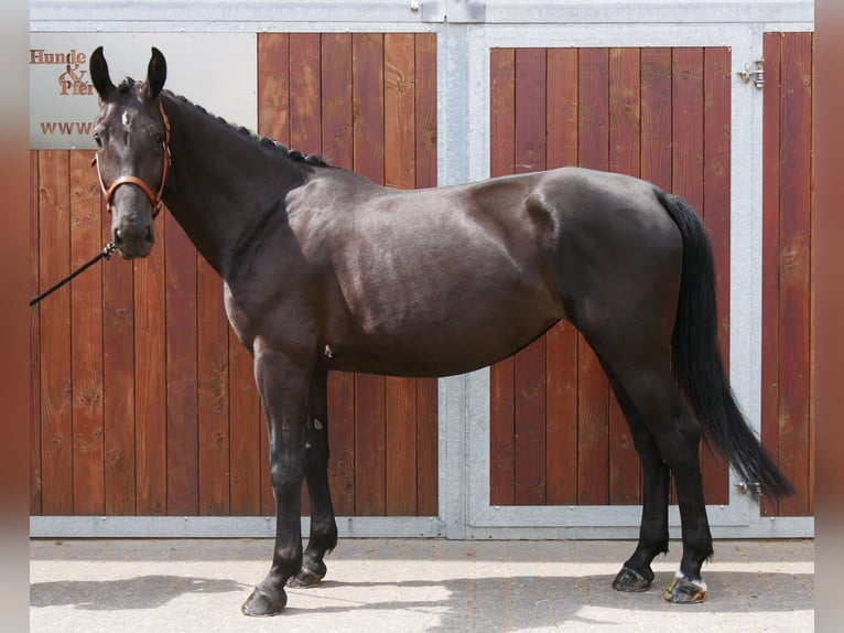 Other Warmbloods Mix Mare 4 years 15,3 hh in Dorsten