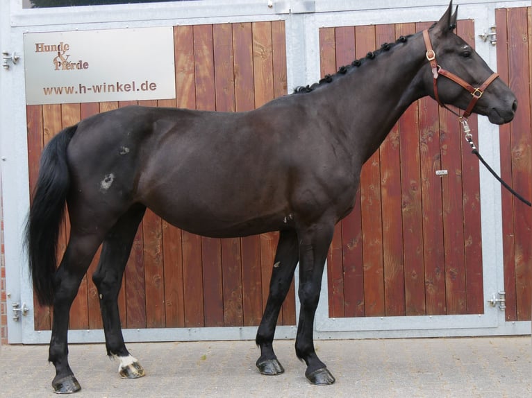 Other Warmbloods Mix Mare 4 years 15,3 hh in Dorsten